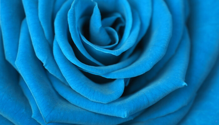 蓝玫瑰770.jpg