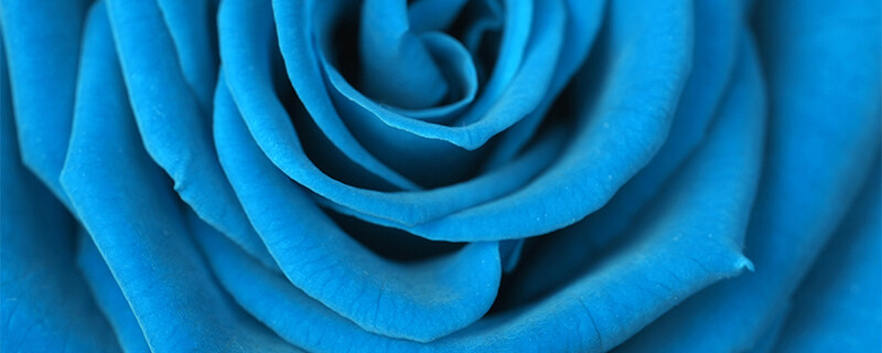 蓝玫瑰800.jpg
