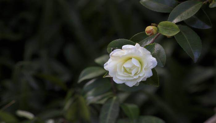 茶花3.jpg