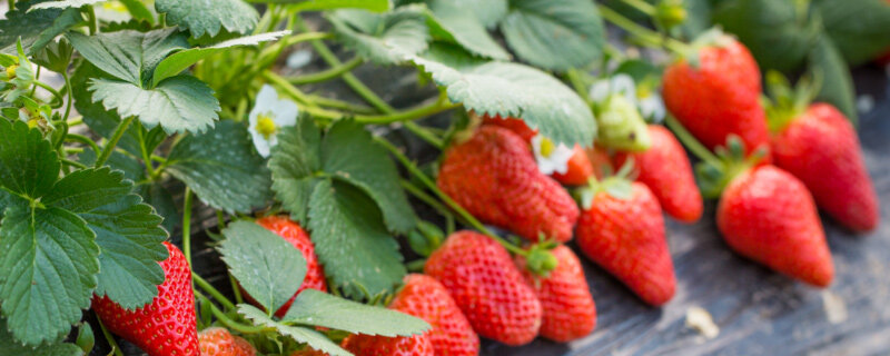 草莓水果8.jpg