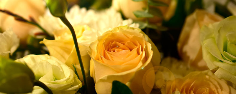 黄玫瑰.jpg