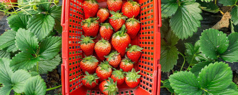 草莓（1）.jpg