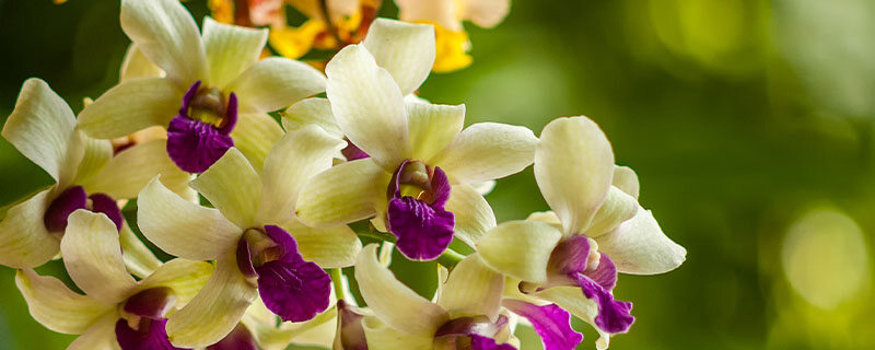 兰花3.jpg 兰花3.jpg