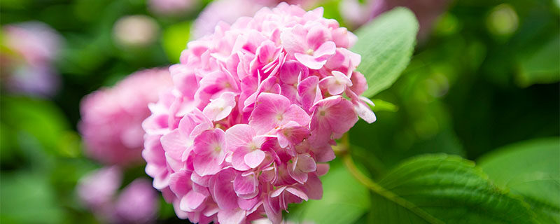 绣球花1.jpg