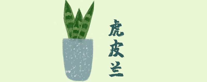 虎皮兰3.jpg