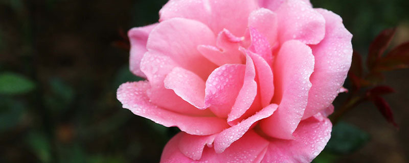 月季5.jpg 月季5.jpg