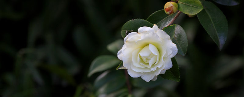 茶花3.jpg