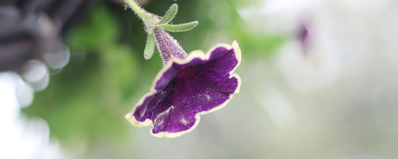 牵牛花4.jpg