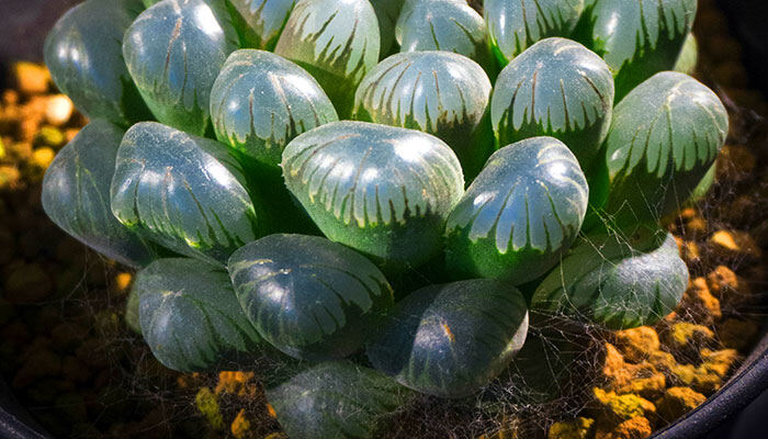 玉露7.jpg 玉露7.jpg