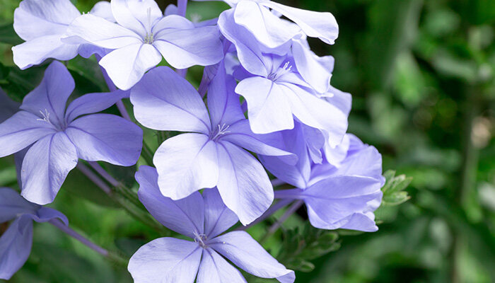 花7.jpg