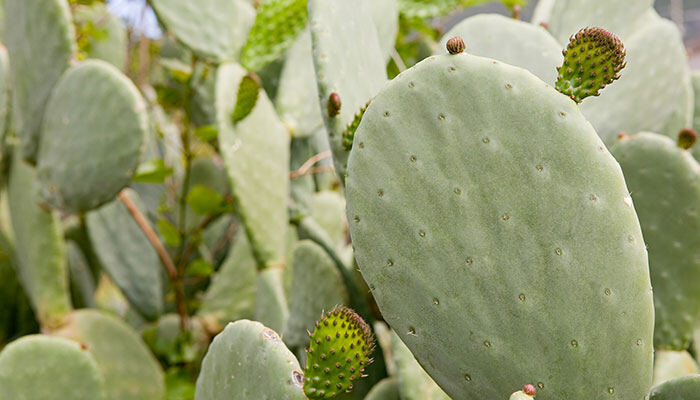 仙人掌7.jpg 仙人掌7.jpg