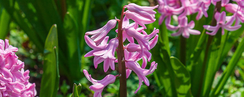 风信子3.jpg 风信子3.jpg