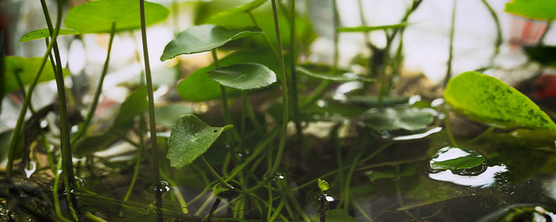 铜钱草5.jpg