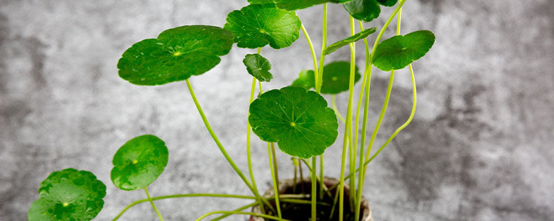 铜钱草4.jpg 铜钱草4.jpg