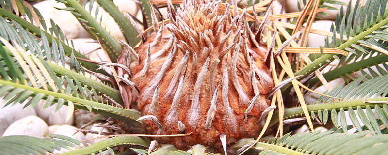 铁树2.jpg 铁树2.jpg