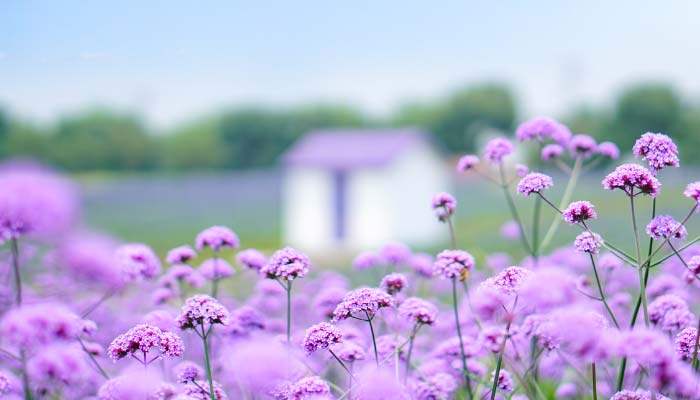 花草植物紫色花7.jpg