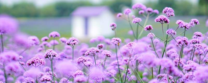 花草植物紫色花8.jpg