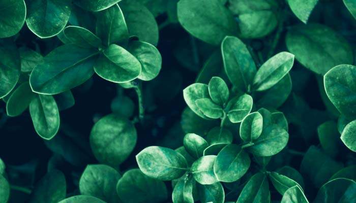 植物绿色植株7.jpg