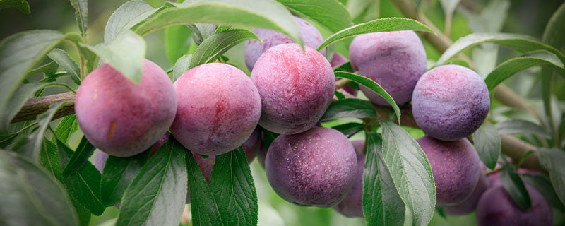 李子树3.jpg 李子树3.jpg