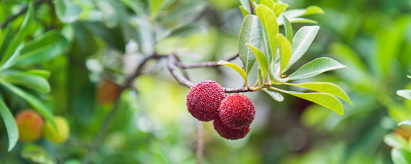 杨梅3.jpg 杨梅3.jpg