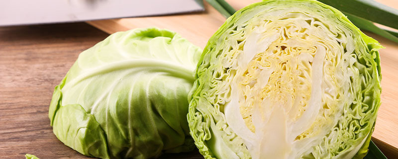 卷心菜.jpg
