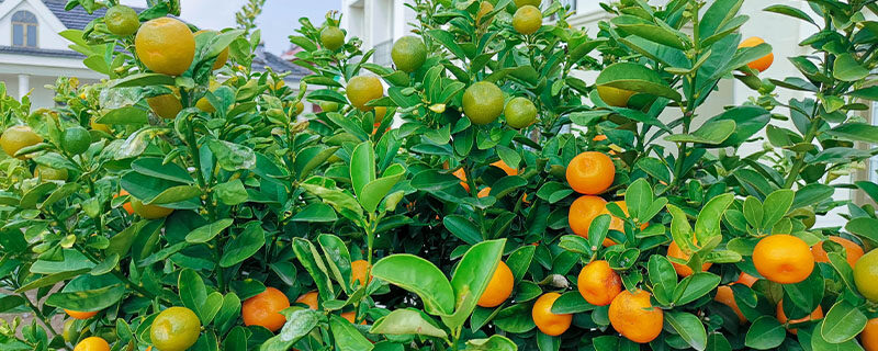 橘子树3.jpg