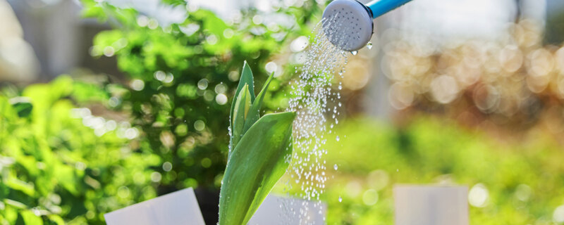 植物浇水8.jpg
