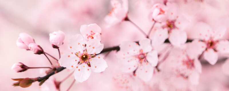 樱花8.jpg