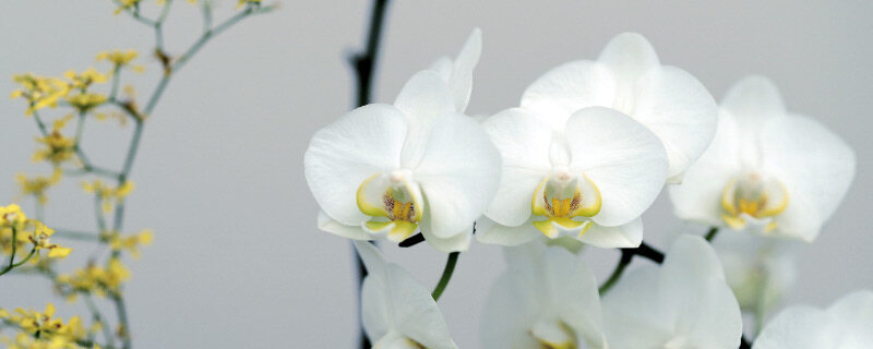 蝴蝶兰花8.jpg 蝴蝶兰花8.jpg