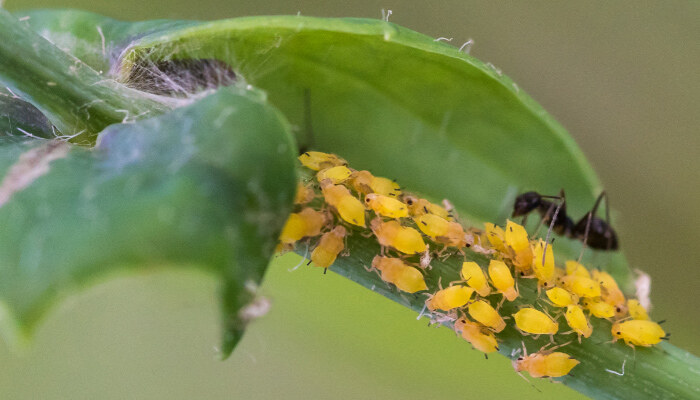 植株病虫害7.jpg 植株病虫害7.jpg