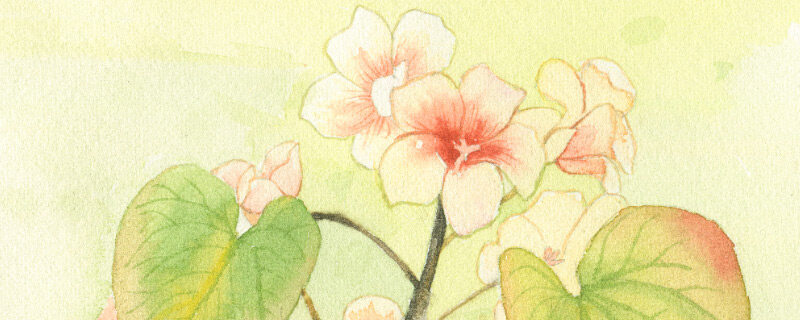 桐花8.jpg