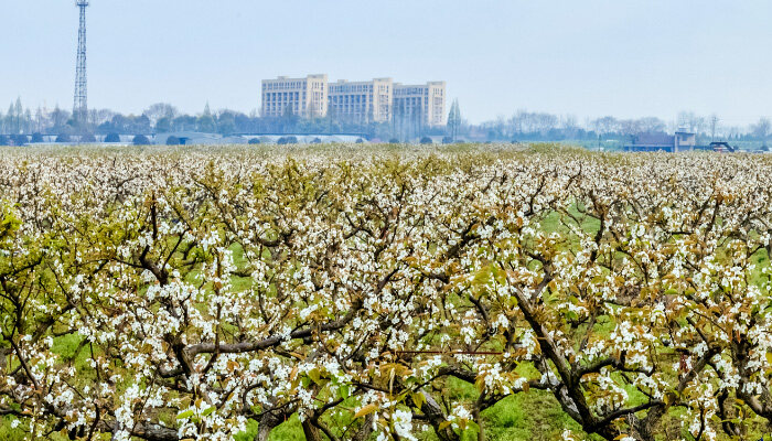 梨花7.jpg 梨花7.jpg