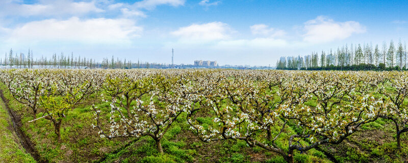 梨树8.jpg 梨树8.jpg