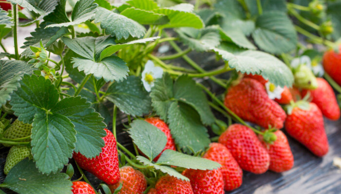 草莓7.jpg 草莓7.jpg