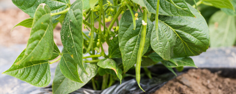 四季豆8.jpg 四季豆8.jpg