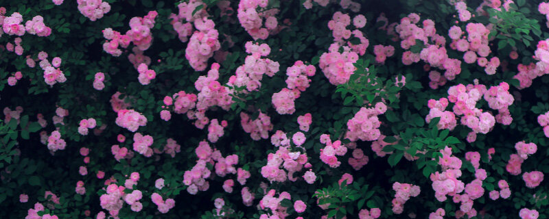 蔷薇8.jpg