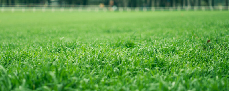 草坪8.jpg 草坪8.jpg