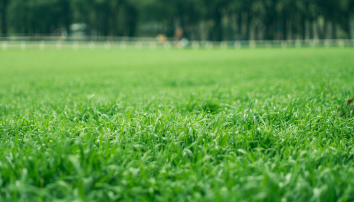 草坪7.jpg 草坪7.jpg