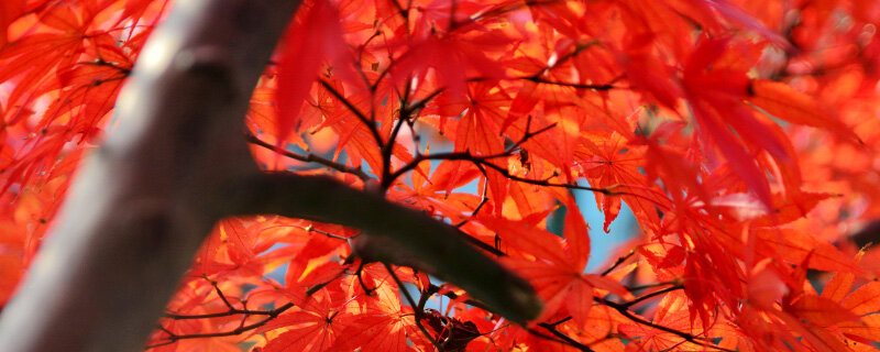 红枫8.jpg