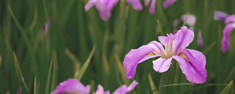 鸢尾花8.jpg 鸢尾花8.jpg