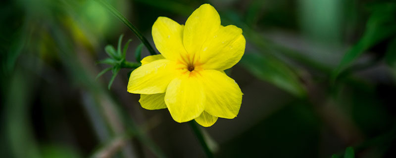 迎春花.jpg