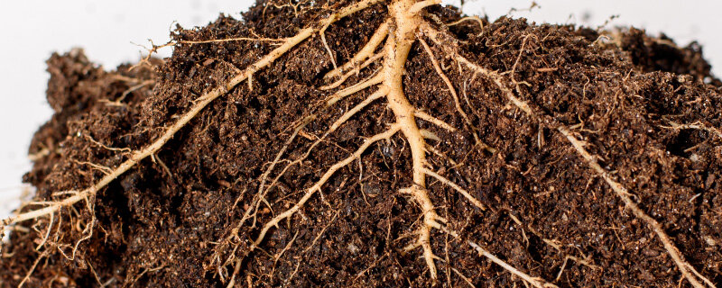 植物根系8.jpg 植物根系8.jpg