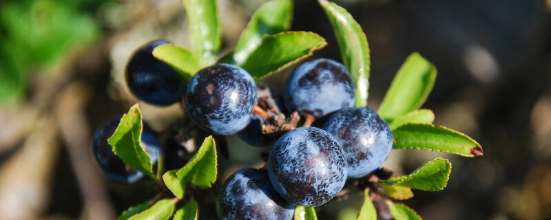 黑松莓子8.jpg 黑松莓子8.jpg