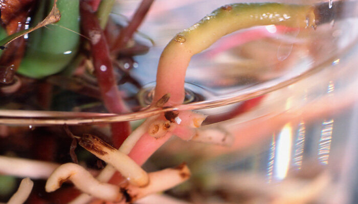 植物生根7.jpg