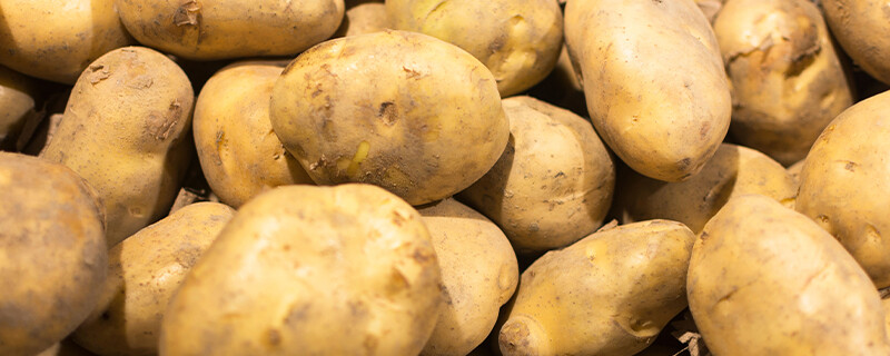 土豆800.jpg
