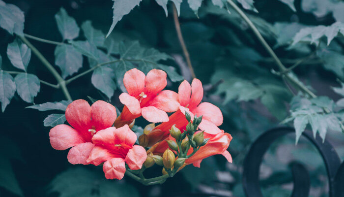凌霄花7.jpg