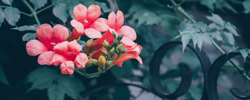 凌霄花8.jpg