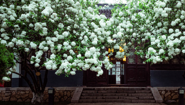 绣球花7.jpg
