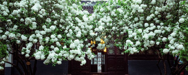 绣球花8.jpg