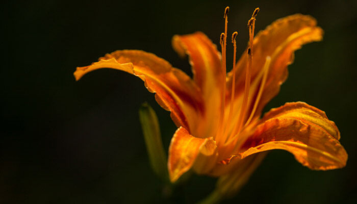 萱草花7.jpg